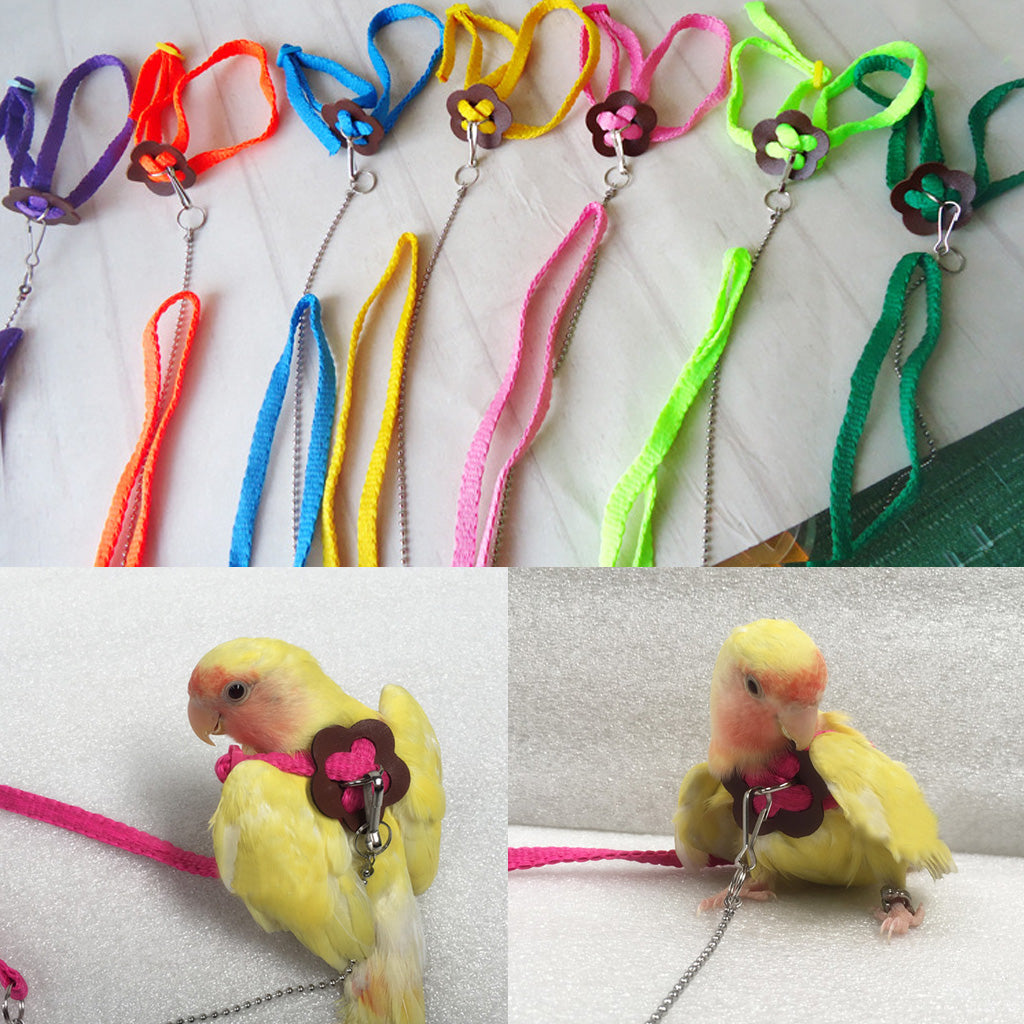 Parrot Bird Leash Outdoor Toy